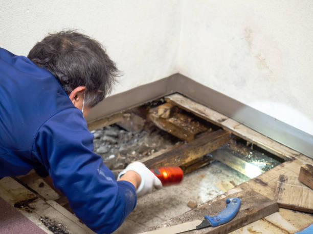 Best Crawl Space Mold Removal  in Cheboygan, MI