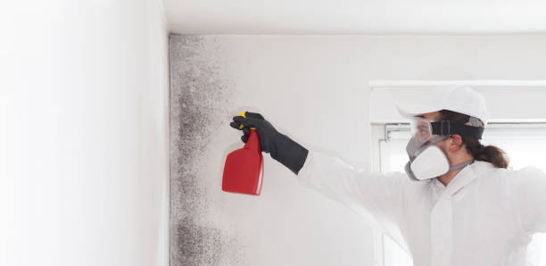 Best Emergency Mold Removal  in Cheboygan, MI