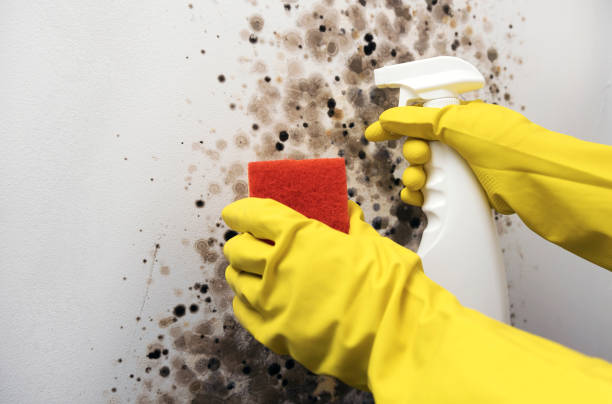 Best Home Mold Removal  in Cheboygan, MI