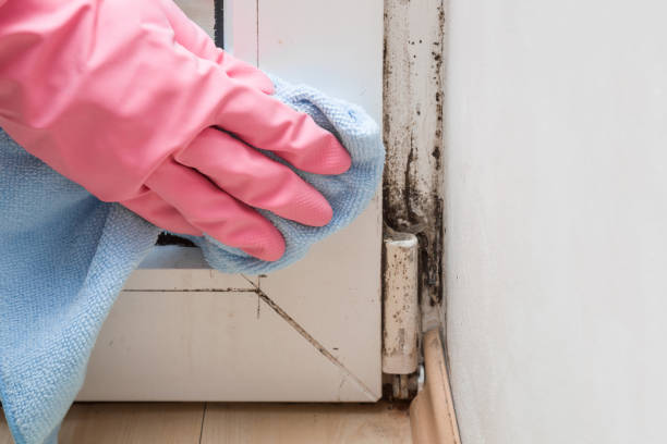 Best Attic Mold Removal  in Cheboygan, MI